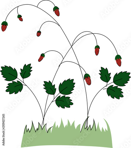 Vector illustration of wild strawberries