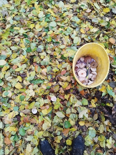 Top view of a yellow bucket filled with freshly picked wild forest mushrooms on autumn leaves