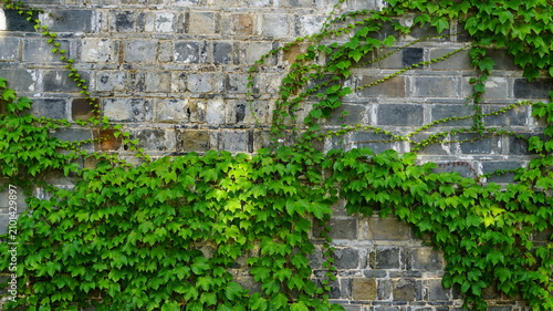 ivy growing on a brick wall