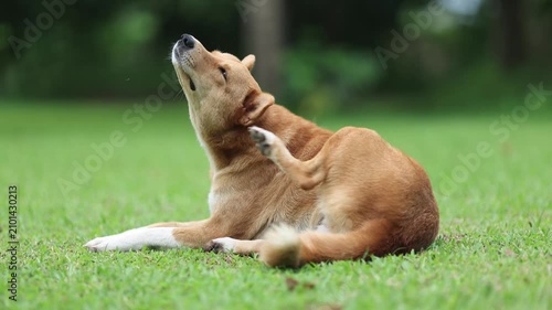 Brown Dog Scratching Itchy Skin While Sitting on Grass