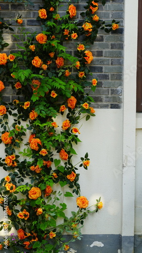 Orange roses decorating the stone wall