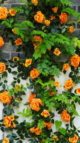 Orange roses decorating the stone wall