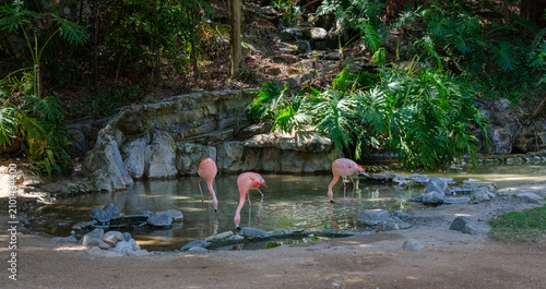 Three pink flamingos wading and feeding in a shallow stone pool surrounded by lush green tropical foliage.