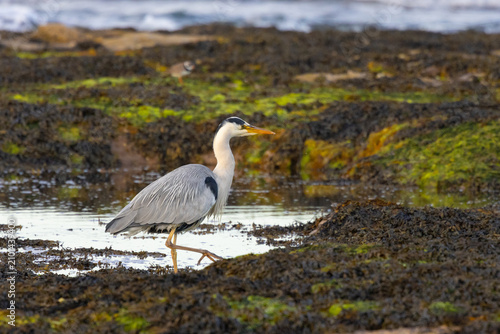 Obraz na plátně Grey Heron hunting for food on a beach, Northumberland, England, UK
