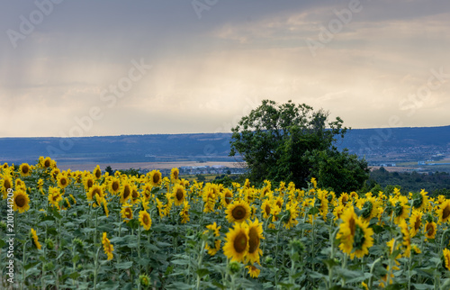 A sunflower field in the countryside at sunset
