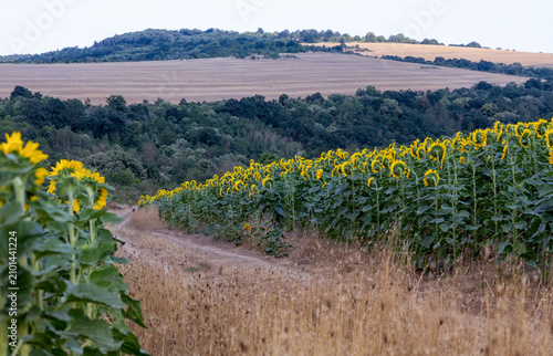 A sunflower field in the countryside at sunset