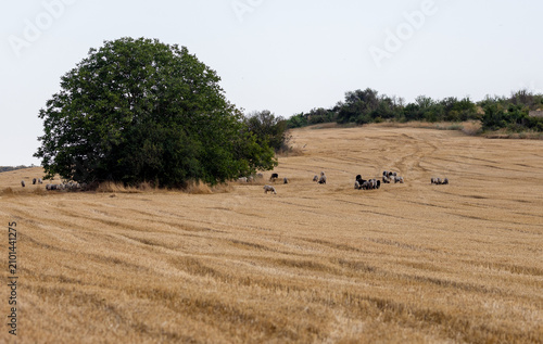 A herd of goats in a mown field under a tree in the countryside.
