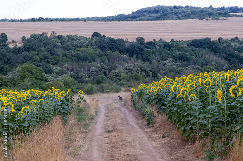 A sunflower field in the countryside at sunset