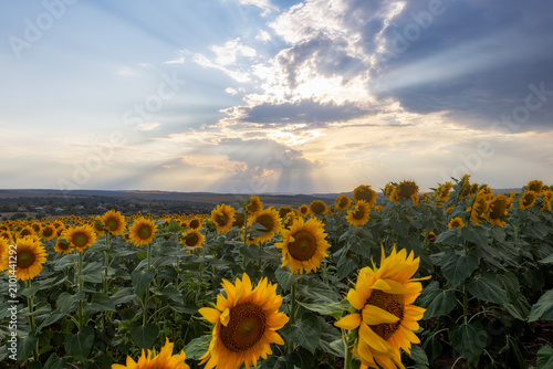 A sunflower field in the countryside at sunset