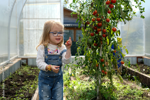 A toddler girl wearing glasses and denim overalls picks ripe cherry tomatoes inside a greenhouse garden. The child examines a freshly harvested tomato, capturing healthy eating, learning, nature 