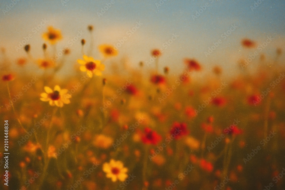 Obraz premium Vibrant wildflowers under sunlight