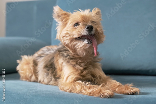 Fotografía elderly dog pants heavily on sofa due to high heat in apartment