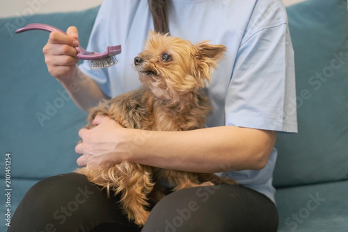 Konstfotografi unhappy dog sits on lap while owner brushes fur with plastic comb