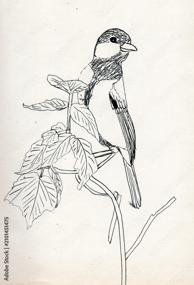 Fototapeta premium Ink Sketch of Small Bird Perched on Leafy Branch Line Art Nature Illustration
