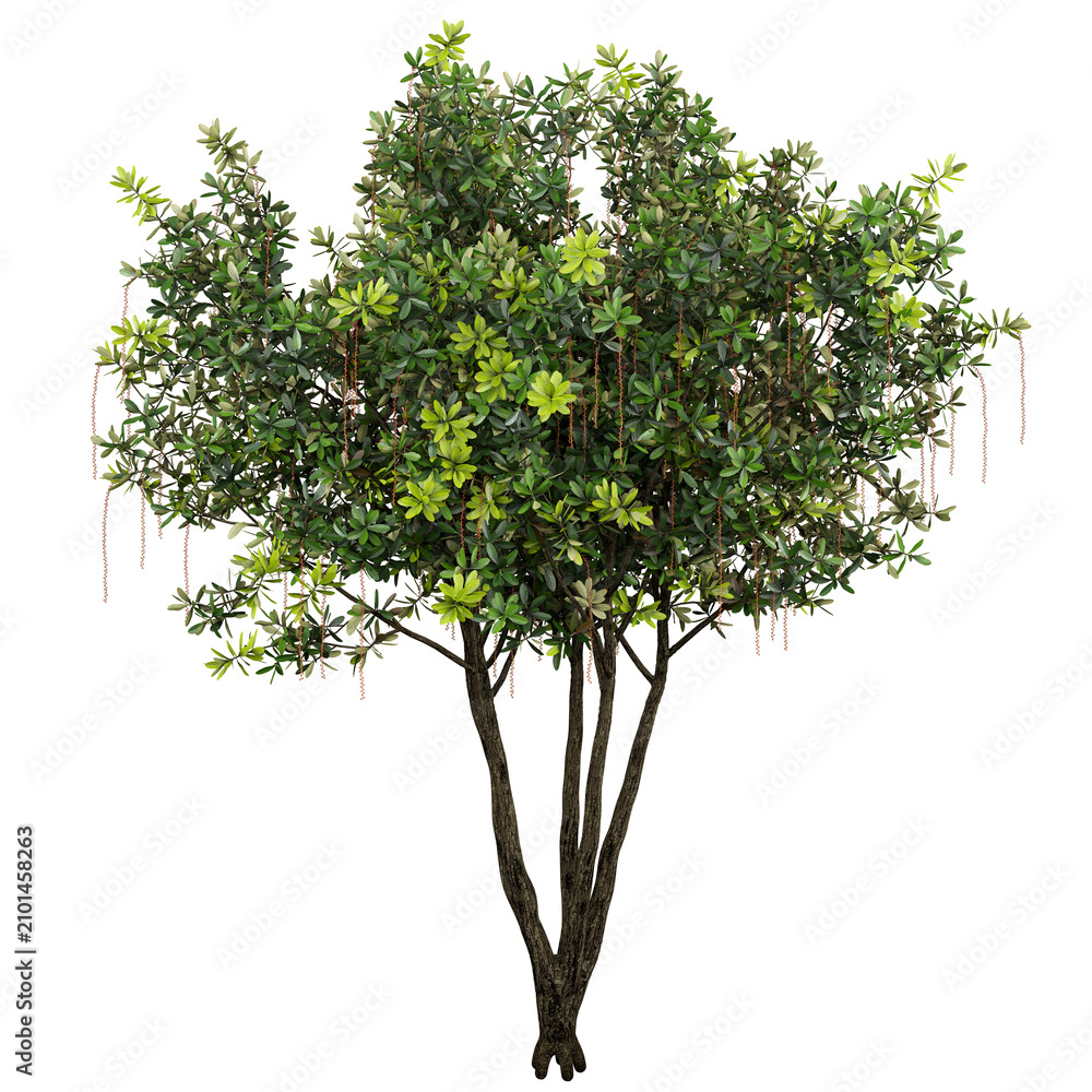 Obraz premium Sweet Viburnum Isolated PNG, Evergreen Ornamental Tree, Transparent Background