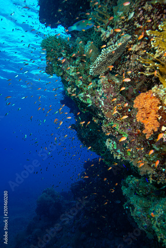 The Red Sea's magnificent coral reefs and colorful walls. Corals and fish. Colorful coral reefs and schools of fish. Schools of colorful tropical fish on a beautiful tropical coral reef. This image sh