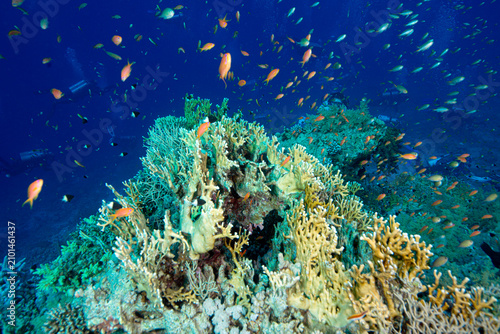 The Red Sea's magnificent coral reefs and colorful walls. Corals and fish. Colorful coral reefs and schools of fish. Schools of colorful tropical fish on a beautiful tropical coral reef. This image sh