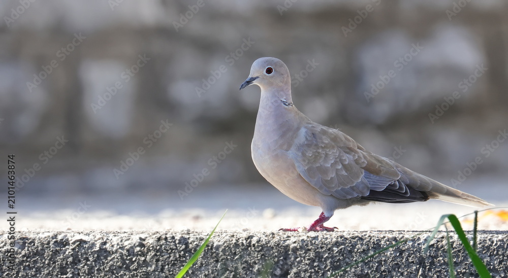 Obraz premium Eurasian Collared Dove, (Streptopelia turtur), birds of Montenegro