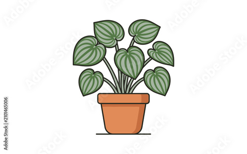 Potted Peperomia Watermelon Plant Vector Illustration