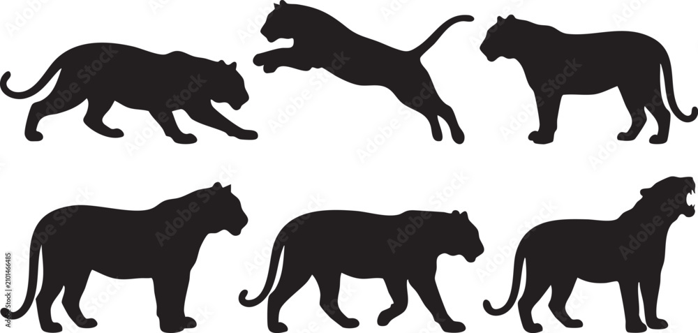 Obraz premium Big Cat Silhouette Vector Set Collection, Wild Feline Black Silhouettes with Walking, Jumping, Standing and Roaring Poses