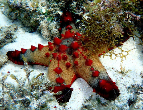 Obraz na płótnie Philippines sea life