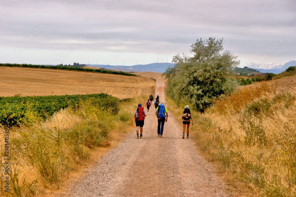 Fototapeta premium The Challenge of the French Way: Villamayor de Monjardín to Los Arcos, Spain
