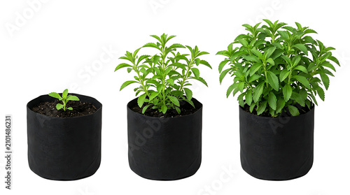 Three stevia plants in black fabric pots showing different stages of growth from seedling to mature plant.