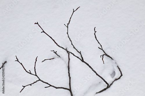 Bare Tree Branches Lying on White Snow, Minimal Graphic Winter Nature Abstract Background with Copyspace
