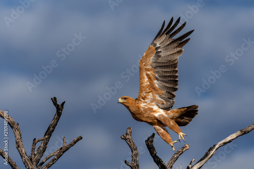 Tawny eagle (Aquila rapax) looking around in Kgalagadi Transfrontier Park in South Africa