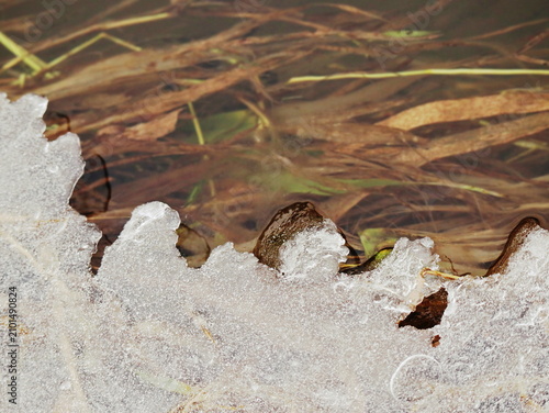 Frosted Ice Sheet with Scalloped Edge Over Clear Water and Submerged Grass, Winter Nature Pond Macro Detail