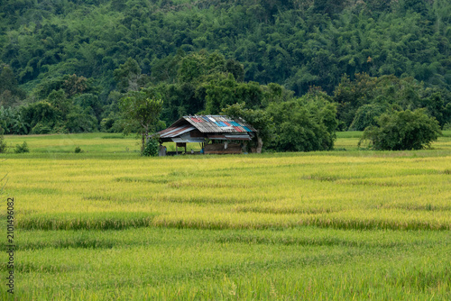 Картината върху платно Rustic Farm Shelter in a Green Rice Field Surrounded by Tropical Forest