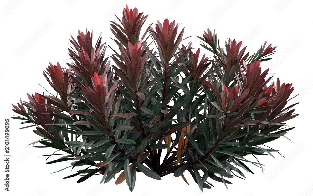 Fototapeta premium Red New Zealand Tea Tree Isolated PNG, Evergreen Ornamental Shrub, Transparent Background