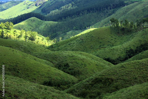 Sunlit rolling grass-covered hills and evergreen forests in Gavi, Kerala, India, nestled within the biodiverse Western Ghats mountain range