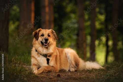 Foto Fluffy golden dog lying down on path in beautiful pine forest at sunset