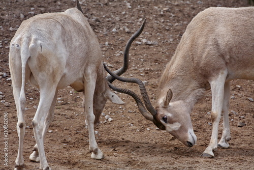 Addax