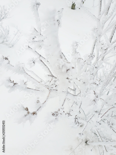 Canvastavla Magical snowy tree branches, richly covered with hoarfrost and small ice crystals on a clear winter day