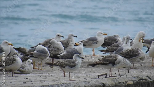 Large group of seagulls rests on the pier