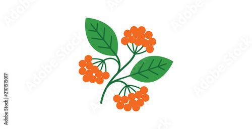 Cuadro en lienzo Viburnum Berry Branch Vector Illustration