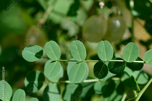 Tableau sur toile A macro shot focusing on the rounded green pinnate leaves of a bladder senna bra