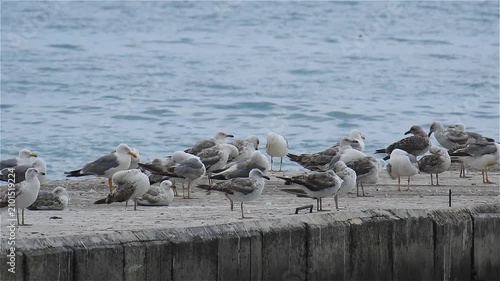 Large group of seagulls rests on the pier