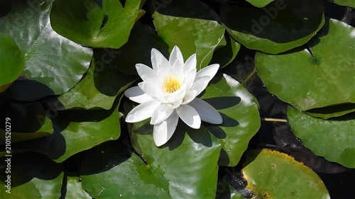 Flower Lotus nymphaea alba blooming on pond