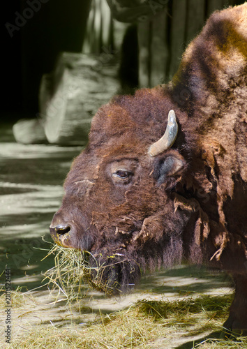 Canvastavla head of a big buffalo eating hay at a zoological garden in Vienna, Austria