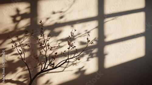 Sunlit botanical shadows on textured wall creating calm minimalist interior background composition
