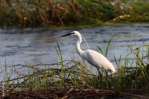 Fotografie Great white egret along the Zambezi River