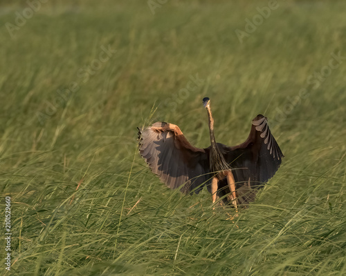 Canvastavla Goliath heron coming in to land in thick reeds
