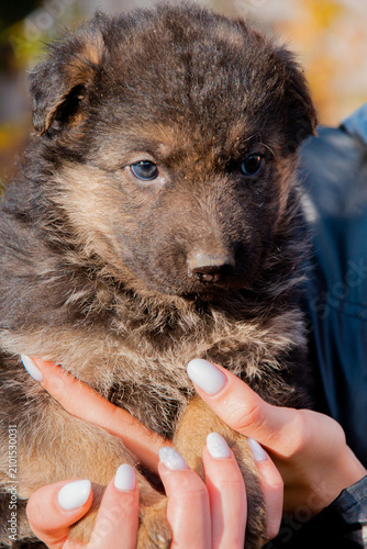 Fotografie Cute German Shepherd puppies playing together outdoors on green grass