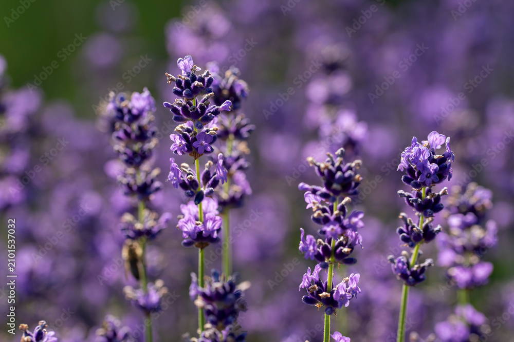 Fototapeta premium Blooming Purple Lavender Flowers Field, Soft Bokeh Background, Summer Nature Photography