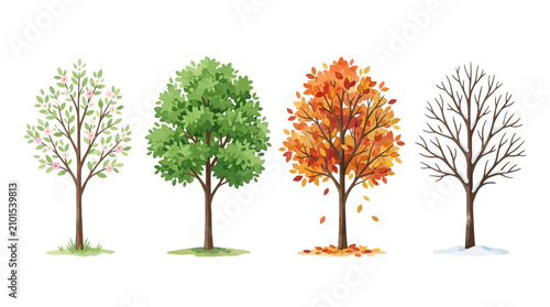 Four trees illustrating the vibrant beauty of each season on a white background.