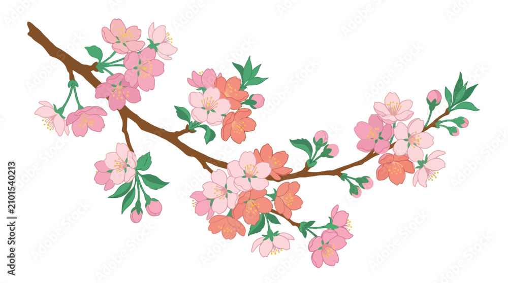 Fototapeta premium Cherry blossom branch with pink and coral flowers.