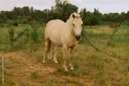 Photography Pale horse stands tethered in a grassy field with trees in the background